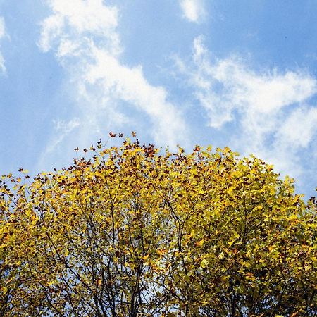 Cabana Mimosa Monte Verde  Εξωτερικό φωτογραφία