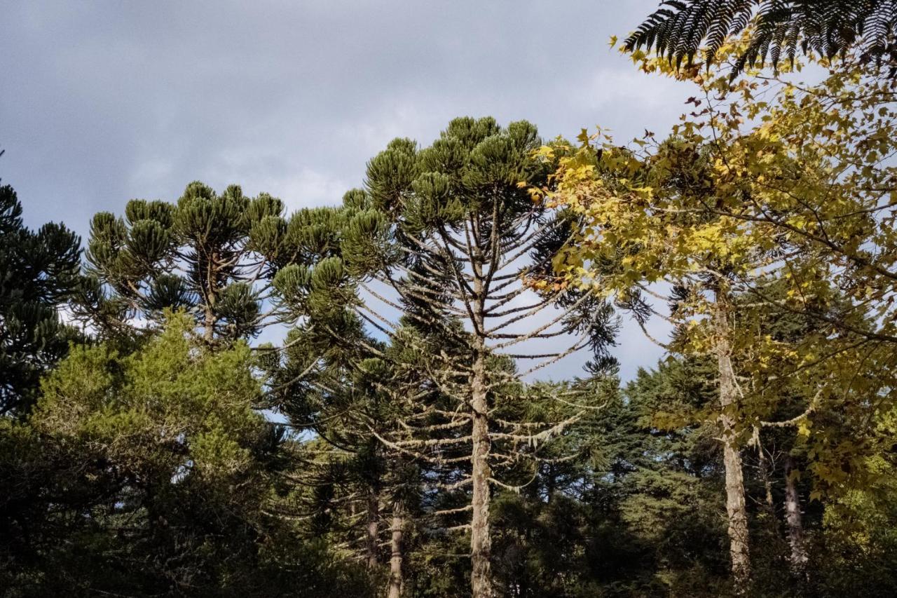 Cabana Mimosa Monte Verde  Εξωτερικό φωτογραφία